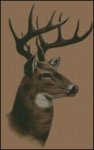 (image for) Whitetail Buck Deer Profile